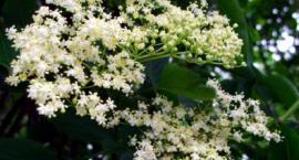 Bez czarny (Sambucus nigra L.)