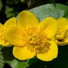Knieć błotna (Caltha palustris L.) 