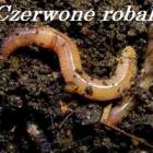 Czerwone robaki