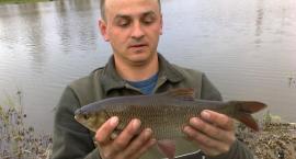 Jaź 40 cm waga 0,7 kg