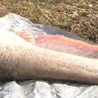 sumy z tego łowiska  
przeważają takie 2,5 -5 kg