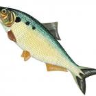 Aloza (alosa alosa)