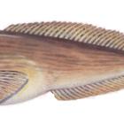 Dennik (Liparis liparis)