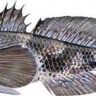 Babka czarna (Gobius niger)