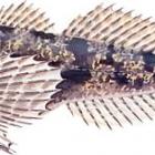 Głowacz białopłetwy (Cottus gobio)