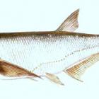 Ciosa (Pelecus cultratus)
