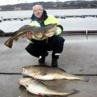 Dorsze 12, 10, 8 kg