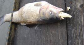 Fotka nr 0 z 7