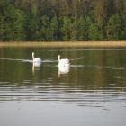 Piękni natręci