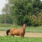 Koń