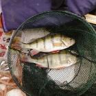 zdjęcie nr 9