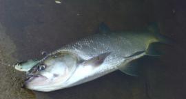 www.naspinning.pl