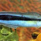 Aspidontus – pseudoczyściciel