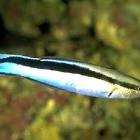 Labroides dimidiatus – czyściciel