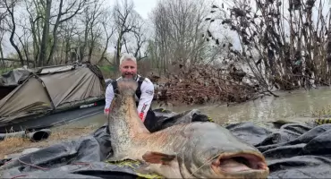 Gigantyczne sumy z Odry w Kędzierzynie-Koźlu!