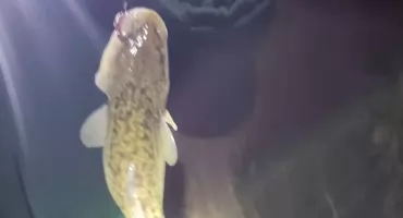 Miętusa na zakończenie sezonu